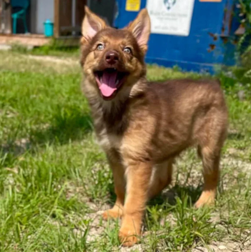 A baby medium-sized female Brown / Chocolate German Shepherd Dog dog named Rose for adoption in Center Point, TX