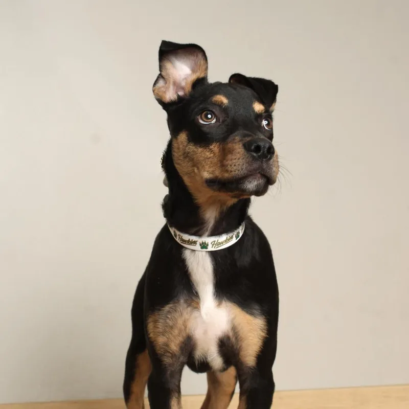 A baby medium-sized male Black Catahoula Leopard Dog dog named Ziggy D for adoption in Minnetonka, MN