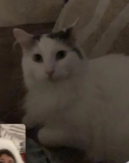 An adult small-sized male Domestic Medium Hair cat named Snowball for adoption in South Bend, IN