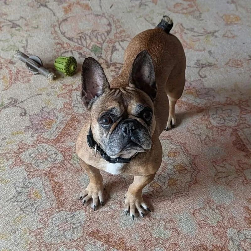 A senior small-sized female Bicolor French Bulldog dog named Mary for adoption in LEHIGH ACRES, FL