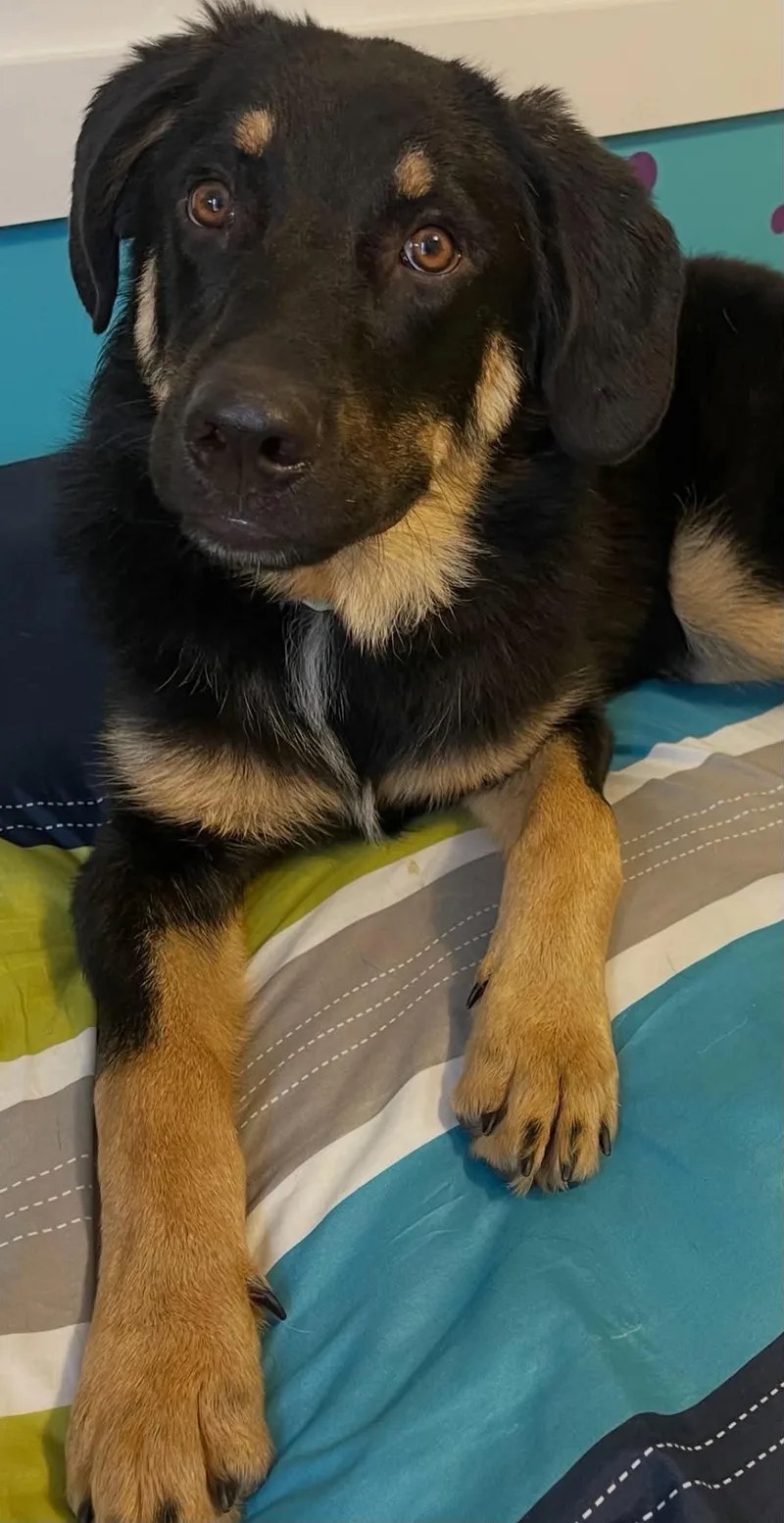 A young medium-sized male Mixed Breed dog named Gordy for adoption in Fenton, MO