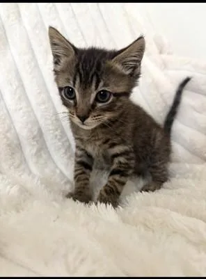 A baby medium-sized male Tabby (Brown / Chocolate) Tabby cat named Apollo for adoption in Mission Viejo, CA