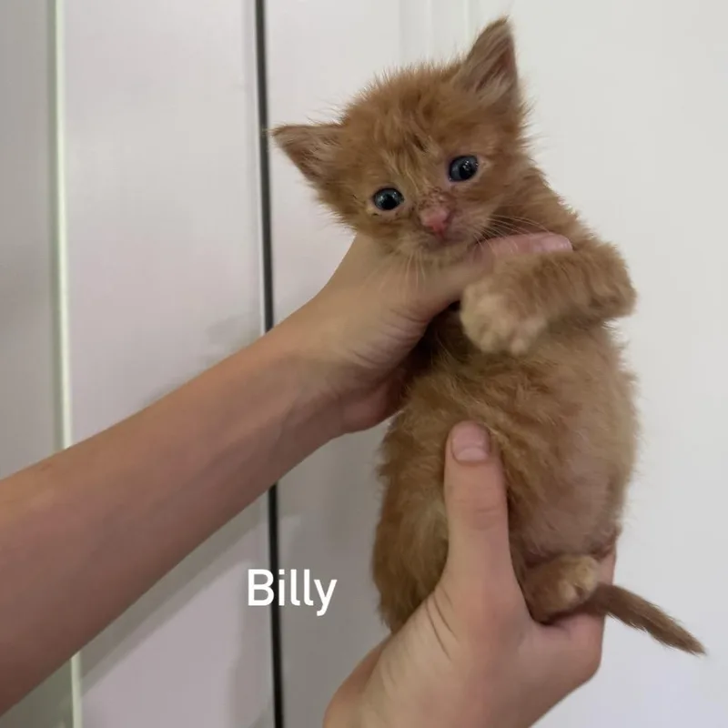 Billy thumbnail 2