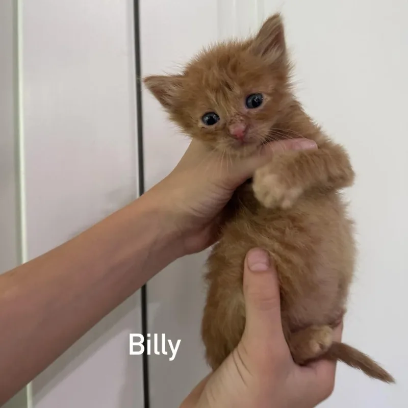 Billy thumbnail 3