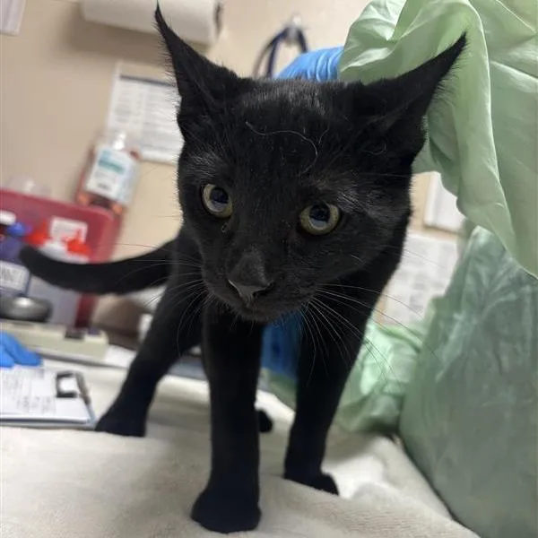 Ninja