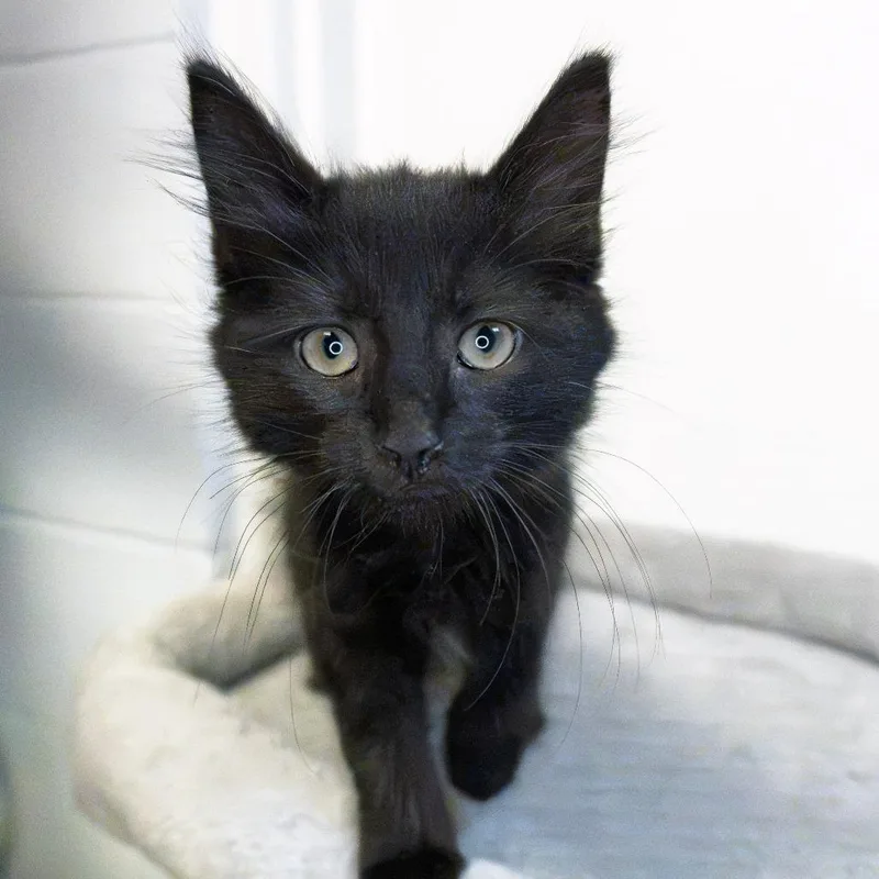 A baby small-sized female Black Domestic Long Hair cat named Cheesy Fiesta Potato for adoption in South Elgin, IL
