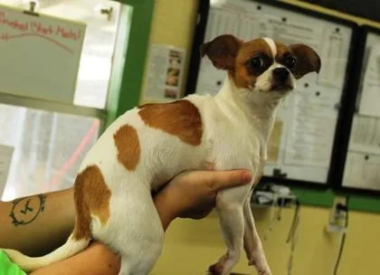 A young small-sized female Chihuahua dog named Chispa for adoption in Picayune, MS