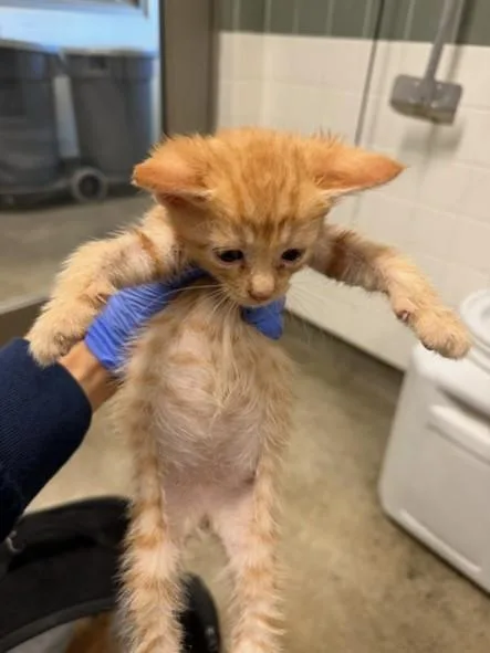 A baby small-sized male Domestic Short Hair cat named Hunter for adoption in Van Nuys, CA