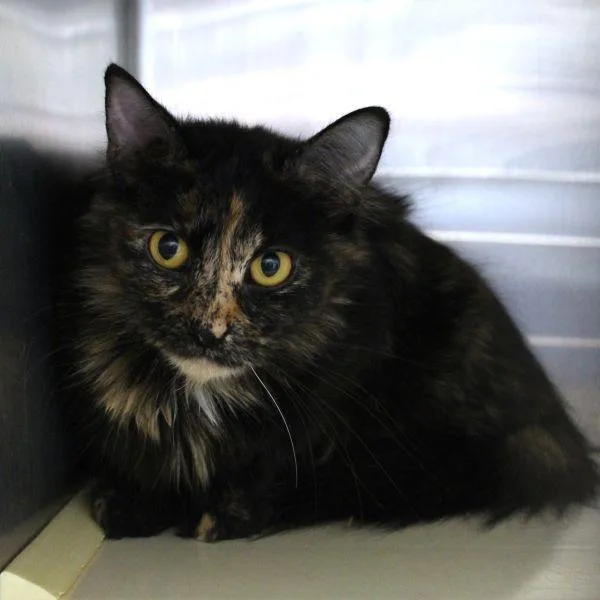 An adult small-sized female Domestic Short Hair cat named Georgia for adoption in Des Moines, IA