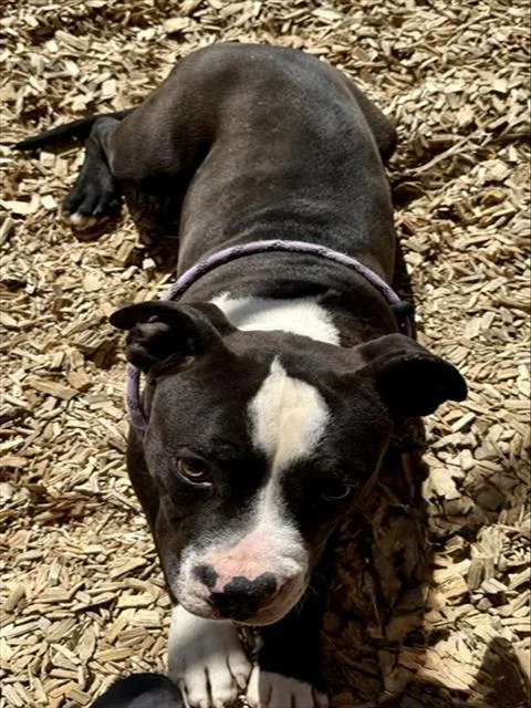 A young medium-sized male Pit Bull Terrier dog named Comet for adoption in Albuquerque, NM