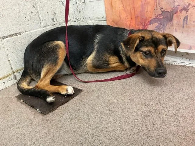 A young medium-sized female German Shepherd Dog dog named Mercy for adoption in San Bernardino, CA