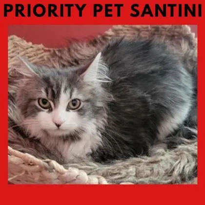 Santini `a Priority Pet`
