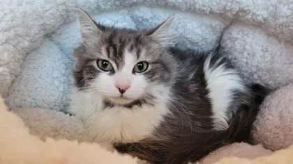 Santini `a Priority Pet` thumbnail 2