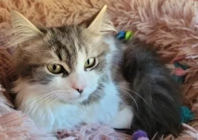 Santini `a Priority Pet` thumbnail 3