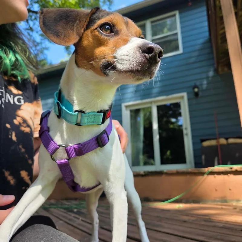 A young small-sized female White / Cream Jack Russell Terrier dog named Hazel for adoption in Rochester, MN
