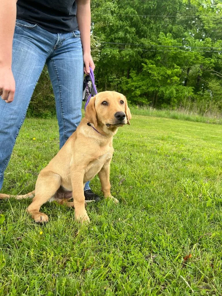 A baby large-sized male Labrador Retriever dog named Wick for adoption in Murray, KY