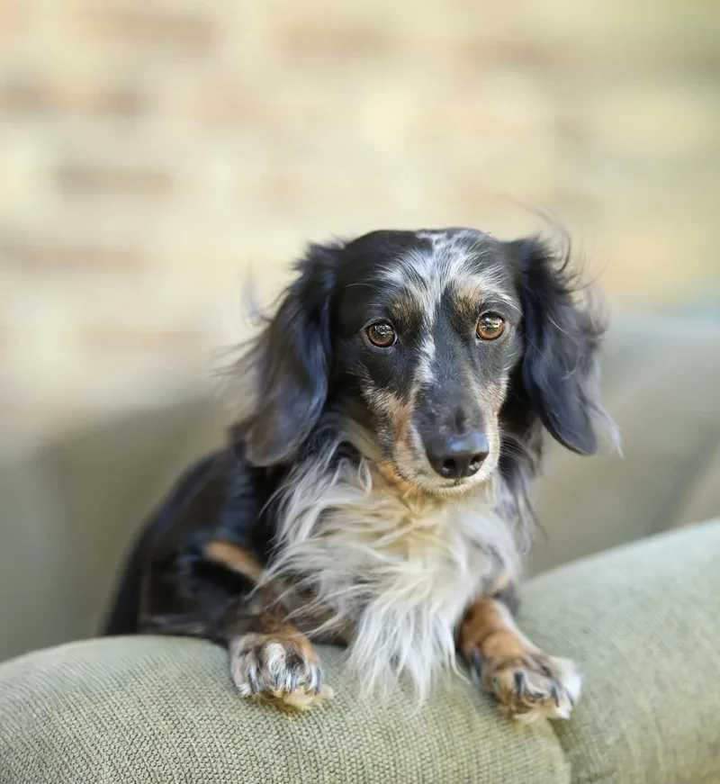 A young small-sized male Dachshund (Long Haired) dog named Nate for adoption in Lucedale, MS