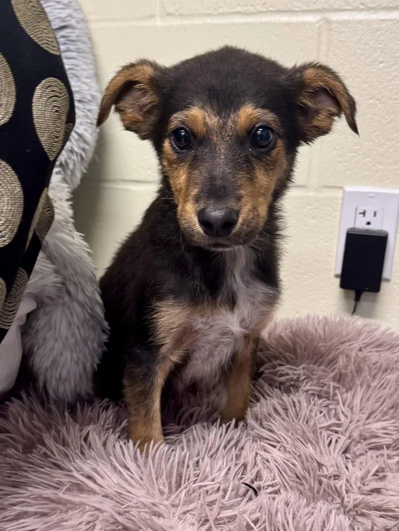 A baby medium-sized male Australian Cattle Dog / Blue Heeler dog named Snap for adoption in St. Joseph, MI