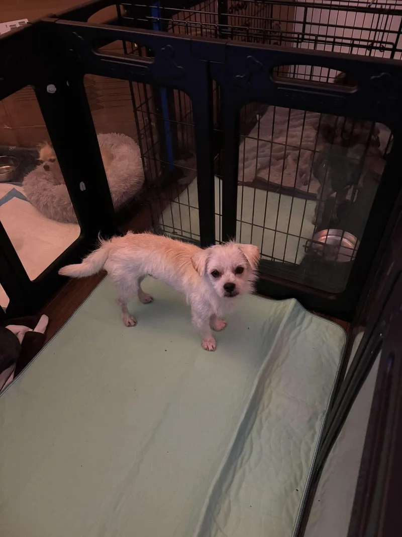 An adult small-sized male Apricot / Beige Terrier dog named McLovin for adoption in Estes Park, CO