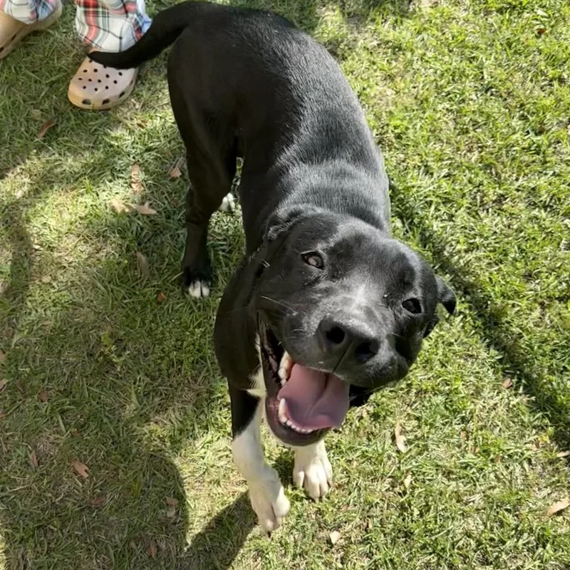 A young medium-sized male Black Mixed Breed dog named Billy for adoption in Columbus, GA