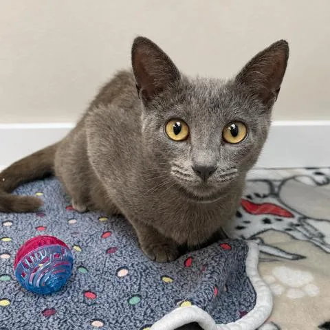 A young medium-sized female Gray / Blue / Silver Domestic Short Hair cat named Mustard for adoption in Hawthorne, CA
