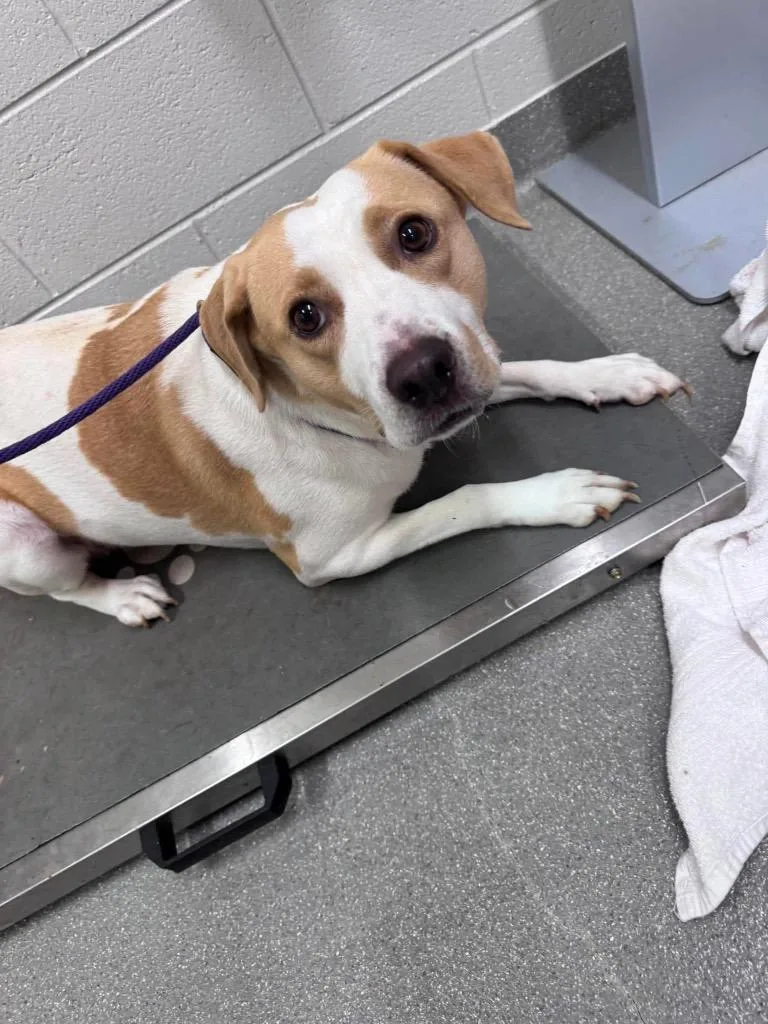 An adult large-sized female Labrador Retriever dog named Mercedes for adoption in East Ridge, TN