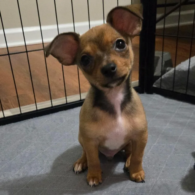 A baby small-sized male Brown / Chocolate Chihuahua dog named Blue for adoption in Durham, NC