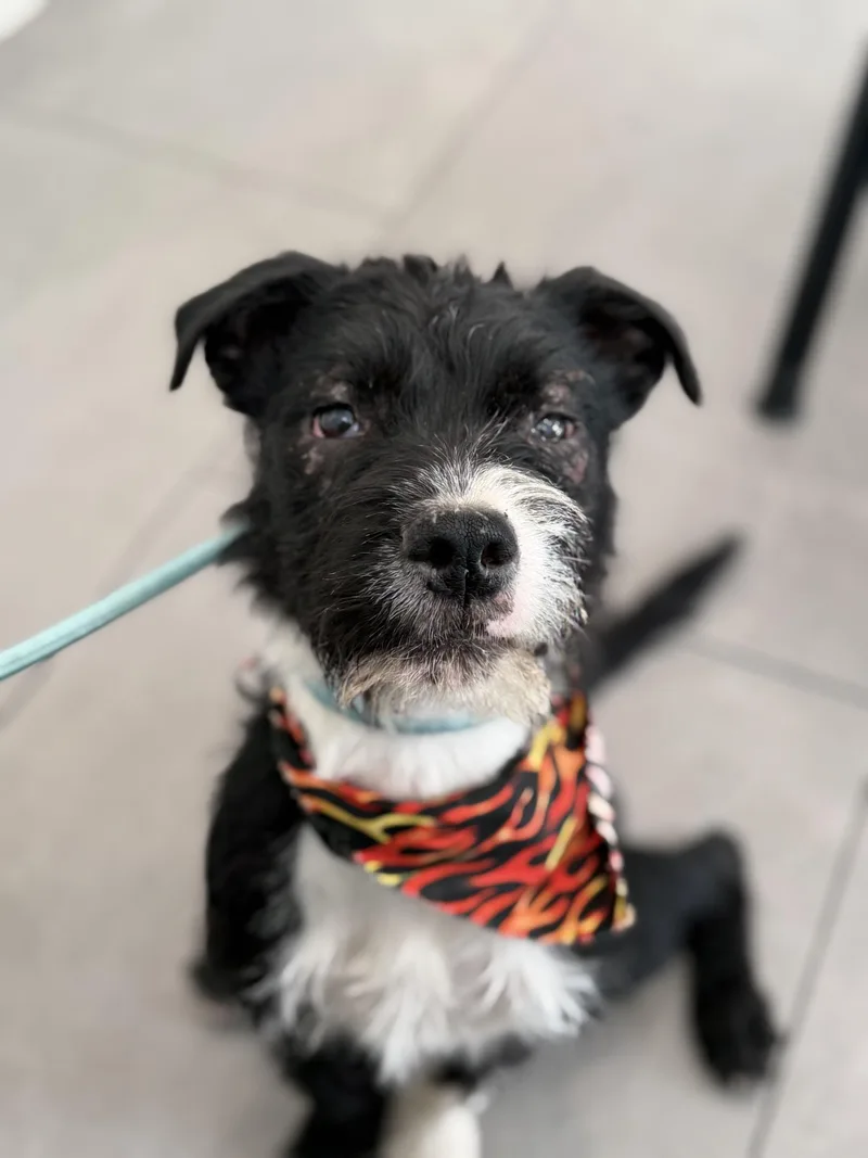 A baby medium-sized male Mixed Breed dog named Rocket for adoption in Burbank, CA