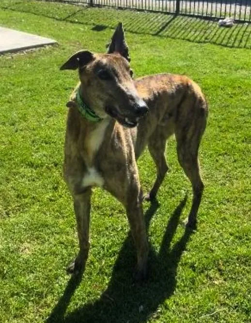 An adult large-sized male Greyhound dog named Papa Joe for adoption in Tarpon Springs, FL