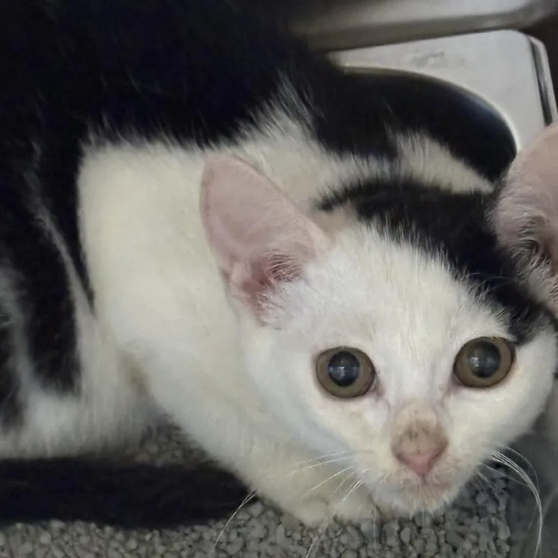 A baby small-sized female Black Domestic Short Hair cat named Harvest Moon for adoption in Gloucester, VA