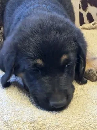 Mufasa