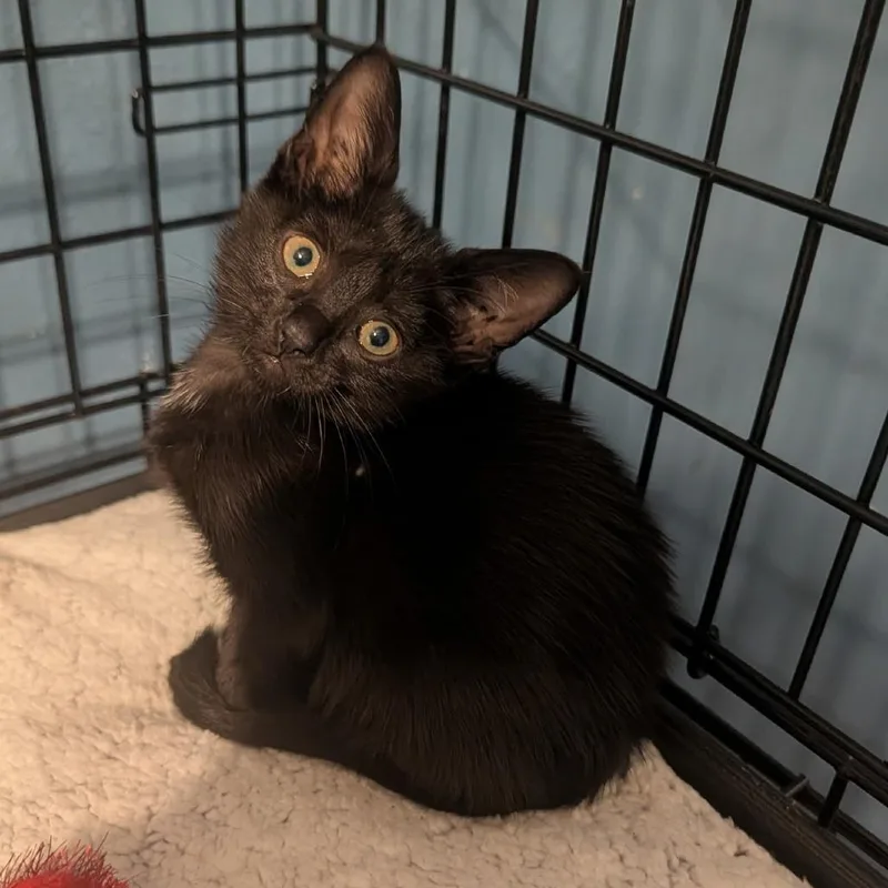A baby small-sized female Black Domestic Short Hair cat named Betty White for adoption in League City, TX