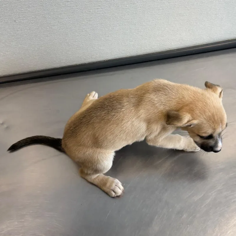 A baby small-sized male Mixed Breed dog named Tadpole for adoption in Las Cruces, NM