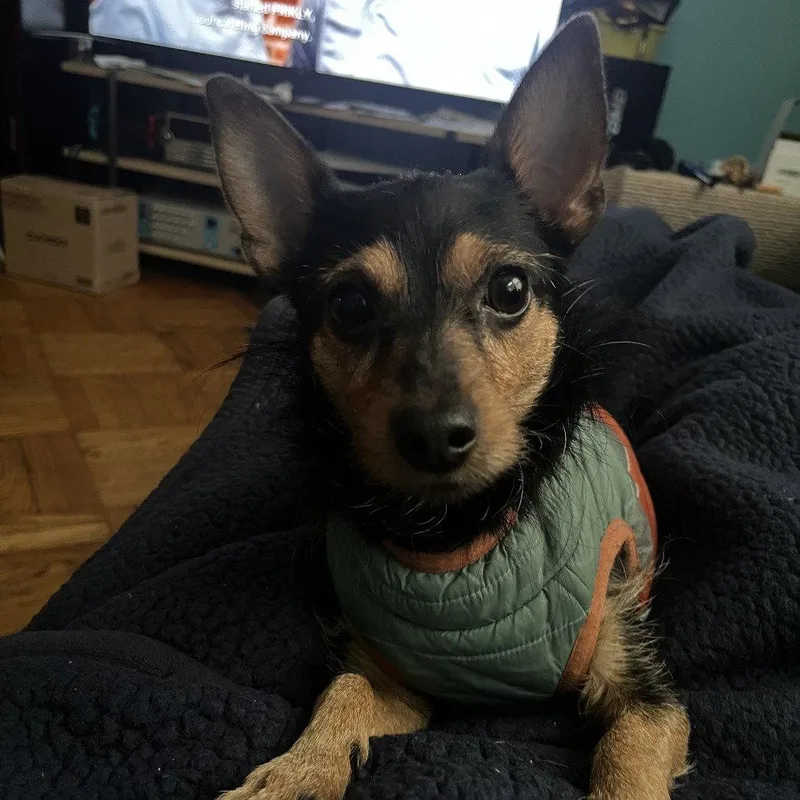 An adult small-sized male Mixed Breed dog named Kai for adoption in New Castle, DE