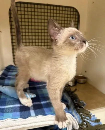 A baby small-sized male Cream / Ivory Siamese cat named Q Tip for adoption in Kansas City, MO