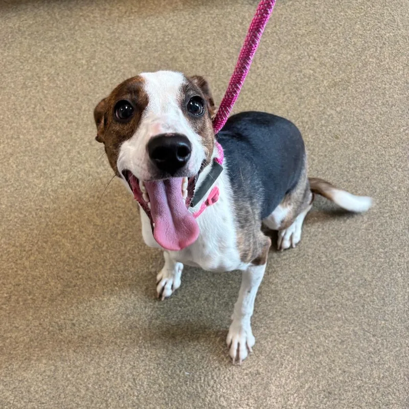 A young small-sized female White / Cream Jack Russell Terrier dog named Millie for adoption in Council Bluffs, IA