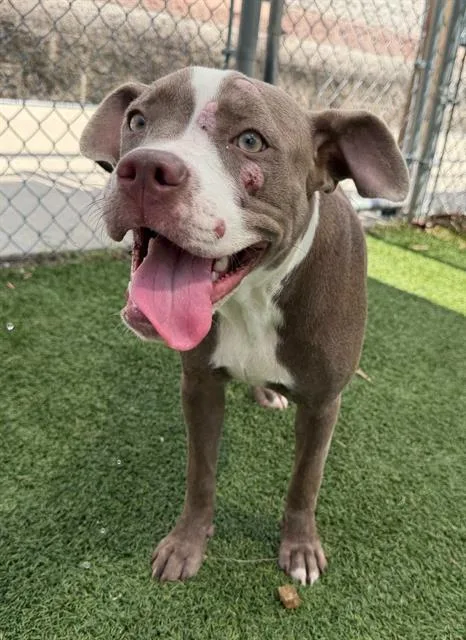 A young medium-sized female Mixed Breed dog named Kasey for adoption in Columbia, SC