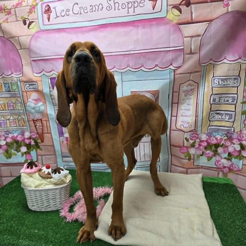 An adult large-sized male Red / Chestnut / Orange Bloodhound dog named Sherlock for adoption in Statesboro, GA
