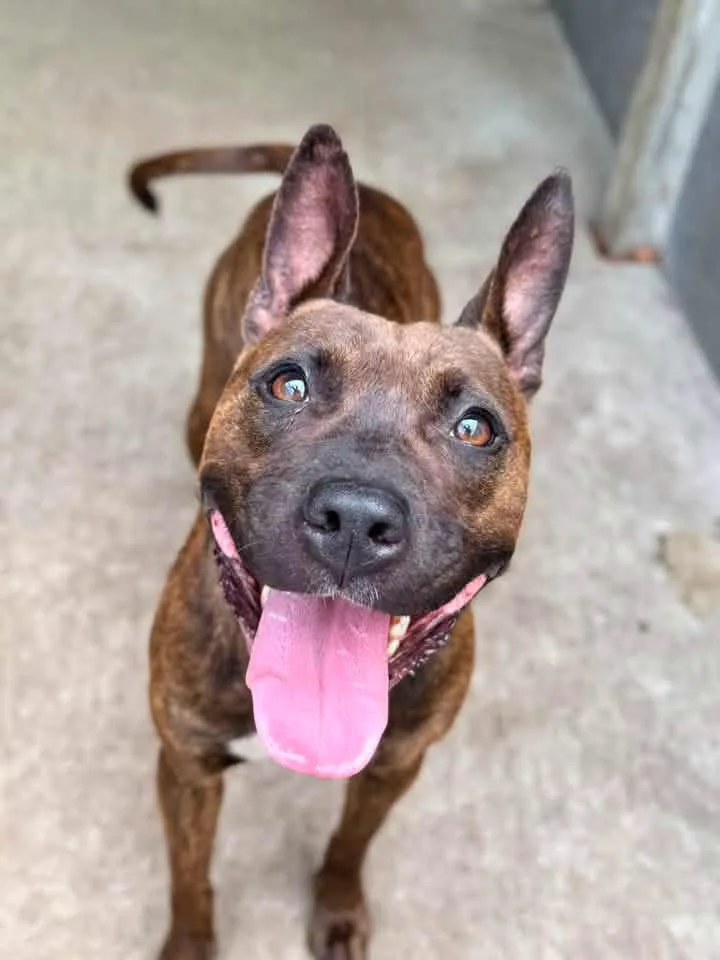 An adult medium-sized female Brindle American Staffordshire Terrier dog named Georgia for adoption in Chicago, IL