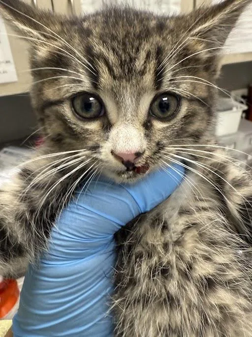 A baby small-sized female Domestic Short Hair cat named Bonnie for adoption in Las Vegas, NV