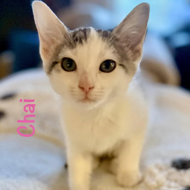 A baby medium-sized female Tabby (Buff / Tan / Fawn) Domestic Short Hair cat named Chai for adoption in Reston, VA