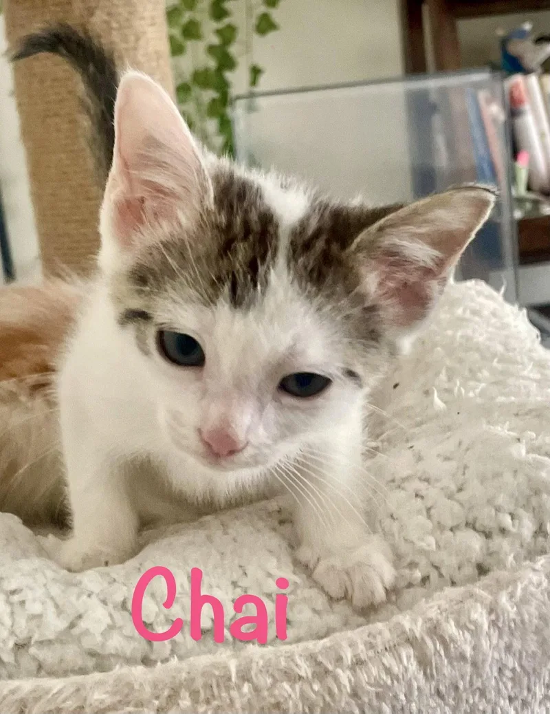 Chai thumbnail 2