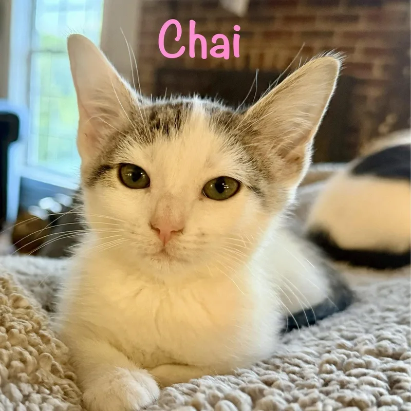Chai thumbnail 3