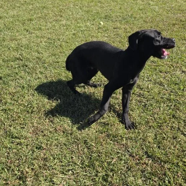 A young medium-sized female Cane Corso dog named Black Dahlia for adoption in Elizabeth City, NC