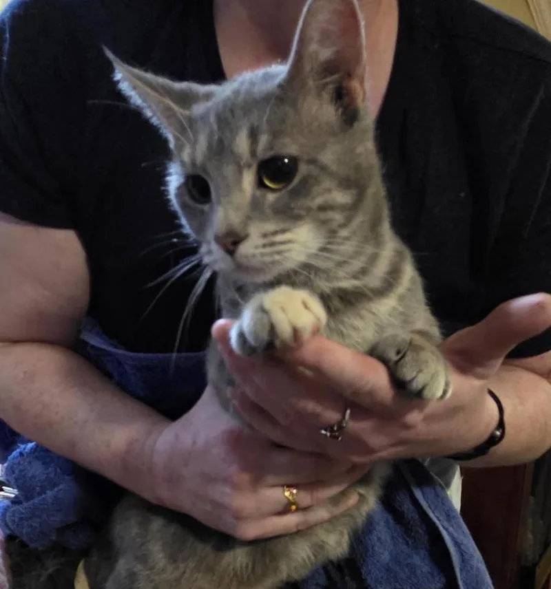 A baby medium-sized female Tabby (Gray / Blue / Silver) Domestic Short Hair cat named Remi for adoption in Cincinnati, OH