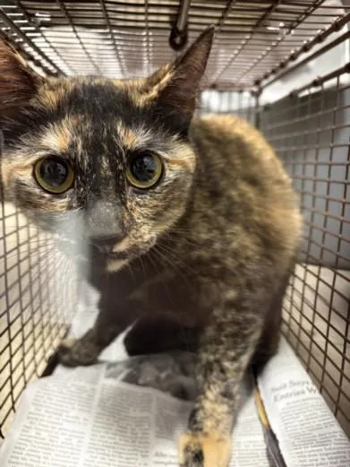 An adult small-sized female Domestic Short Hair cat named Kiwi for adoption in Chatsworth, CA