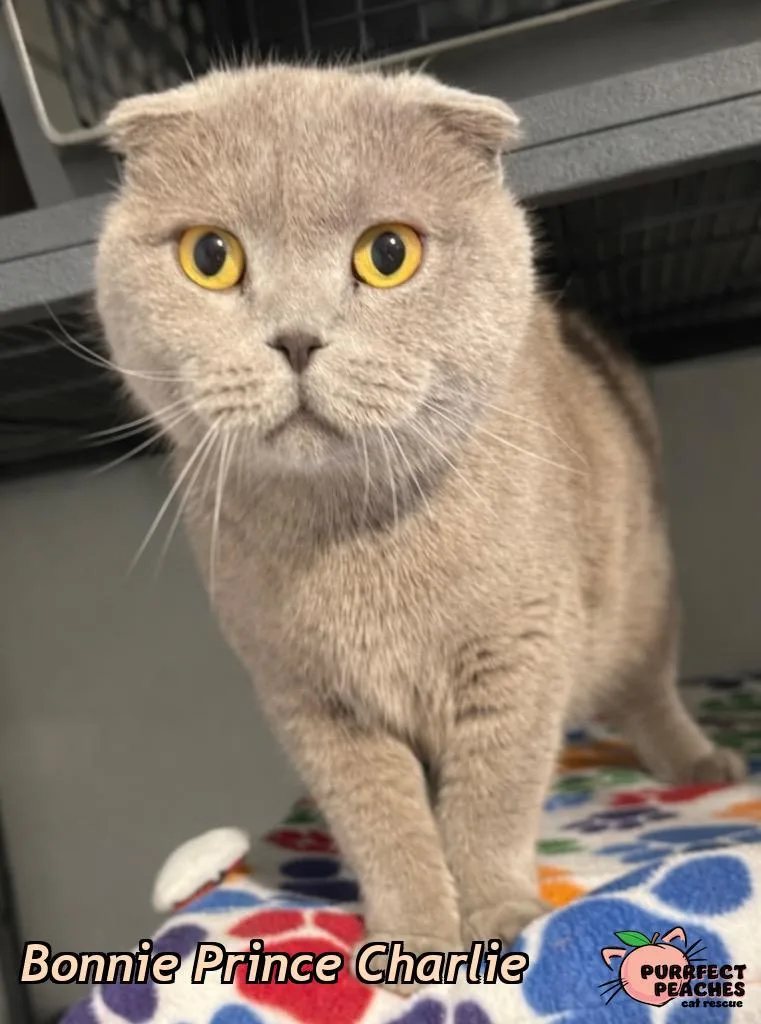 An adult medium-sized male Scottish Fold cat named Bonnie Prince Charlie for adoption in Douglasville, GA