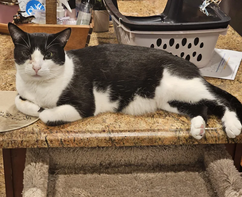 A young large-sized male Domestic Short Hair cat named Georgie for adoption in Ridgefield, CT