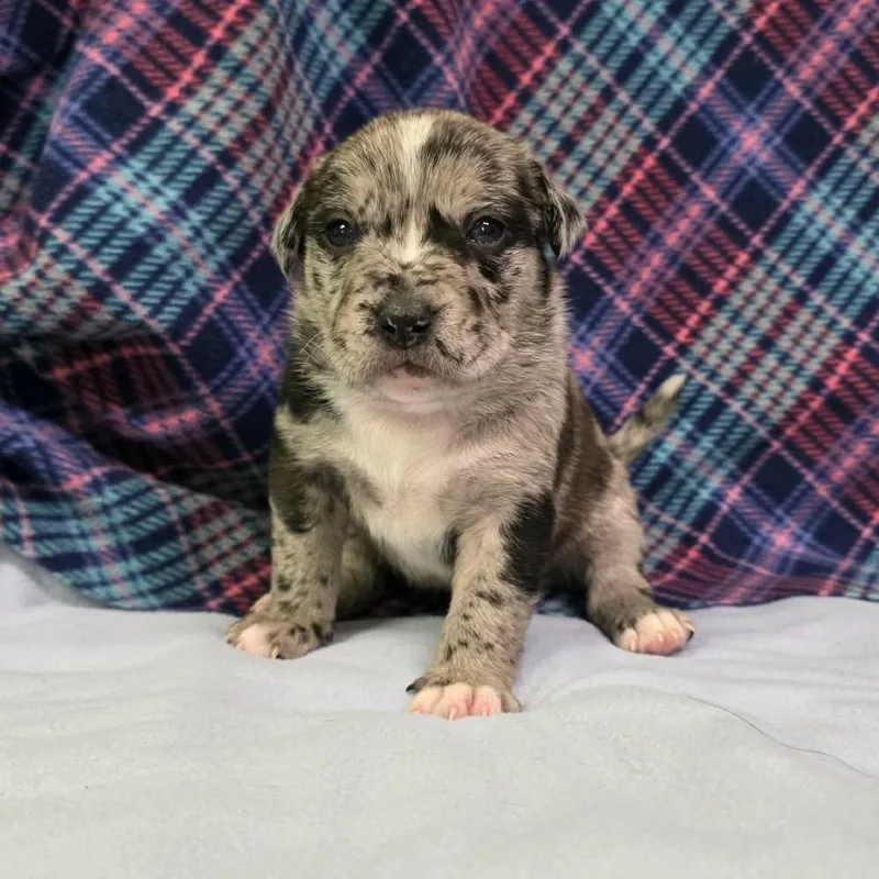 A baby small-sized female Black Pit Bull Terrier dog named Bucatini for adoption in Jackson, MO