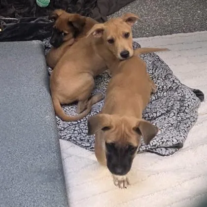 A baby small-sized male Labrador Retriever dog named Evan for adoption in Voorhees, NJ